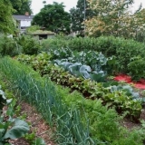 Šta saditi posle jagoda